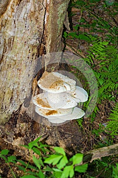 Layered White Oyster Mushrooms on a Dead Tree