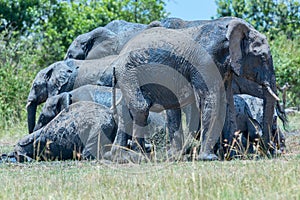 Layers of African Elephants At Mud Bath