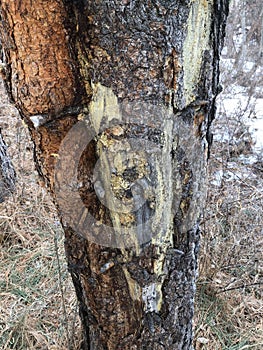Layers of bark encasing ponderosa pine