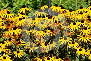 Layers of densely planted Black-eyed Susan or Rudbeckia hirta flowering plants with open bright yellow flowers with dark center photo