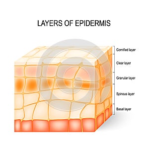 Layers of epidermis