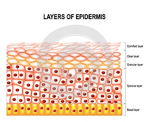 Layers of epidermis