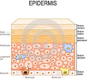 Layers of epidermis. epithelial cells of the skin photo