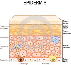 Layers of epidermis. epithelial cells of the skin