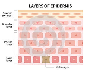 Layers of epidermis illustration isolated on white background. skin and health care concept photo