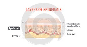 Layers of epidermis illustration vector on white background. Med photo
