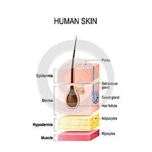 Layers of normal Human Skin photo