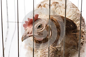 Layers - hen from intensive indoor farming