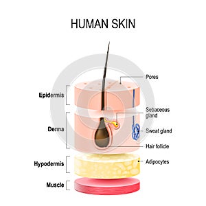 Layers Of Human Skin.