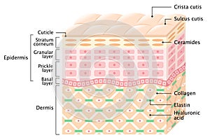 Layers of the Human skin. skin care concept photo