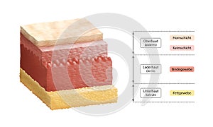 Layers Of Human Skin - German Labeling