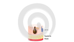 Layers Of Human Skin with hair follicle