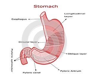 Layers of human stomach. vector illustration