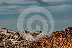 Layers of Logged Wood photo