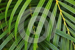 Layers of lush green palm fronds