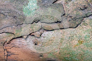 The layers of Melaleuca cajuputi tree barks in shallow focus for natural background