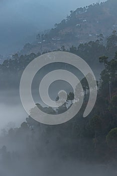 Layers of mountains with pine trees and mist