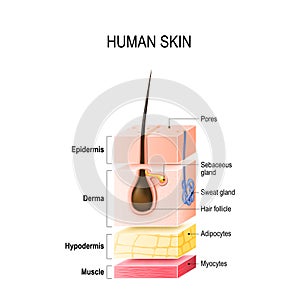 Layers of normal Human Skin