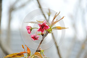 Layers of pink petals overlap, making them appear rose red.