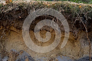Layers of podzol soil