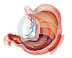 Layers of the stomach photo