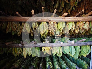 Layers Of Tobacco Leaves Drying In A Barn