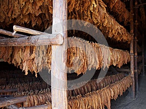 Layers Of Tobacco Leaves Drying In A Barn