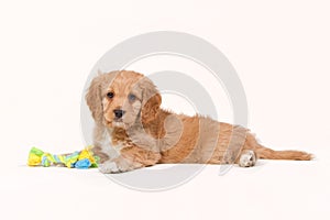 Laying apricot cavapoo puppy isolated on white photo