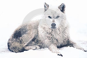 Laying Arctic Wolf