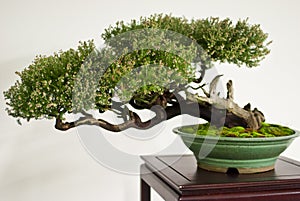 Fascinating bonsai in vase photo