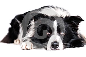 Laying border collie