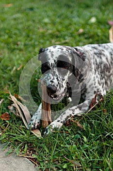 Laying Dalmatian chews a bone