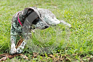 Laying dalmatian on a grass field