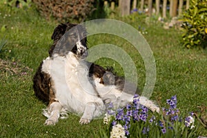 Laying dog in garden - Borzoi