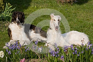 Laying dogs in garden - Borzoi