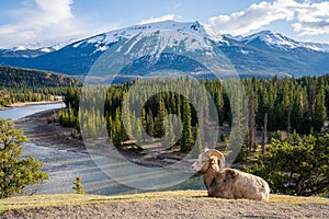 Laying down BigHorn Sheep (Ovis canadensis) ram portrait. Canadian Rockies Jasper National Park