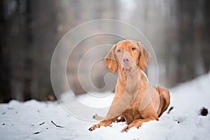 Laying down portrait of vizsla dog on snow