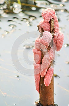 Laying eggs of pink channeled cherry shell freshwater nature background , golden applesnail on dried branches in the river