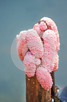 Laying eggs of pink channeled cherry shell freshwater nature background , golden applesnail on dried branches in the river