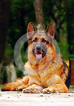 Laying German shepherd dog