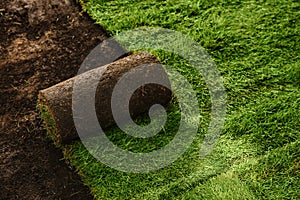 Laying grass sods at backyard. Home landscaping