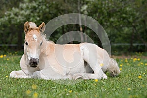 Laying haflinger pony foal