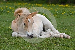 Laying haflinger pony foal