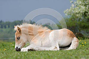 Laying haflinger pony foal