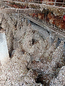 laying hen droppings that accumulate