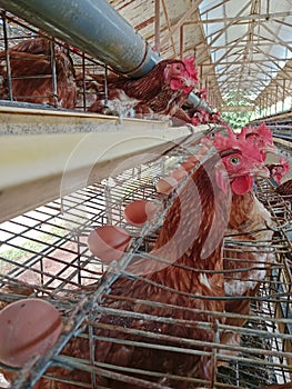 laying hen farm, chicken eggs ready to be harvested