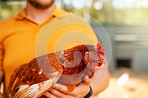 A laying hen in the hands of an employee of a poultry farm