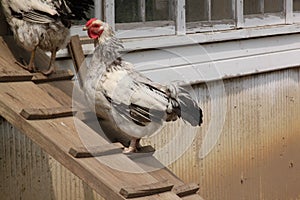 A laying hen on its way into the chicken coop