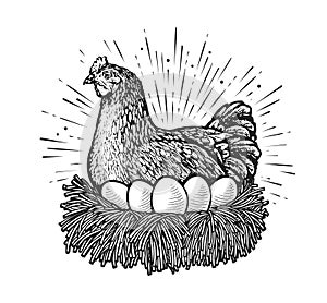 Laying hen in nest sketch vector. Farm chicken and eggs drawn in vintage engraving style