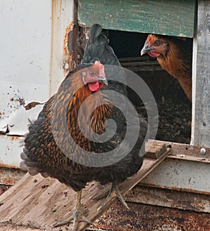 Laying hens